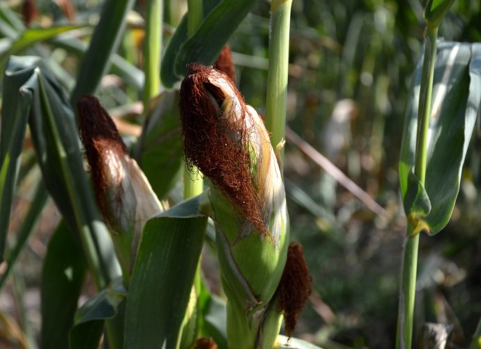 Kiszonka z kukurydzy: czy warto skorzystać z pomocy fachowców?